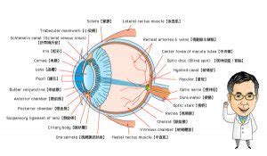 眼球形狀|認識眼睛構造 – 哈佛眼科診所